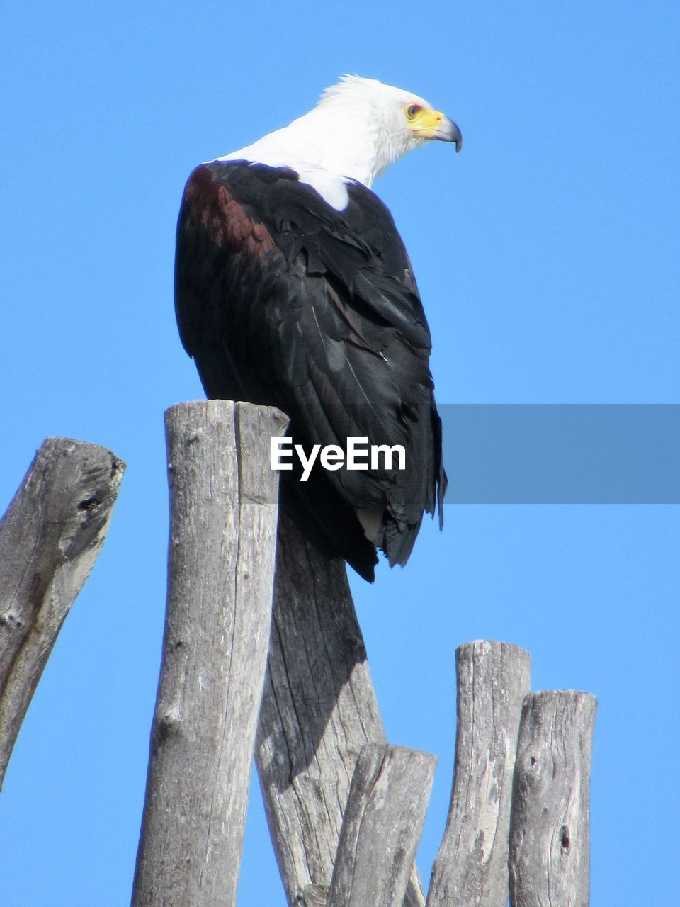 LOW ANGLE VIEW OF EAGLE PERCHING ON WOODEN POST AGAINST CLEAR SKY