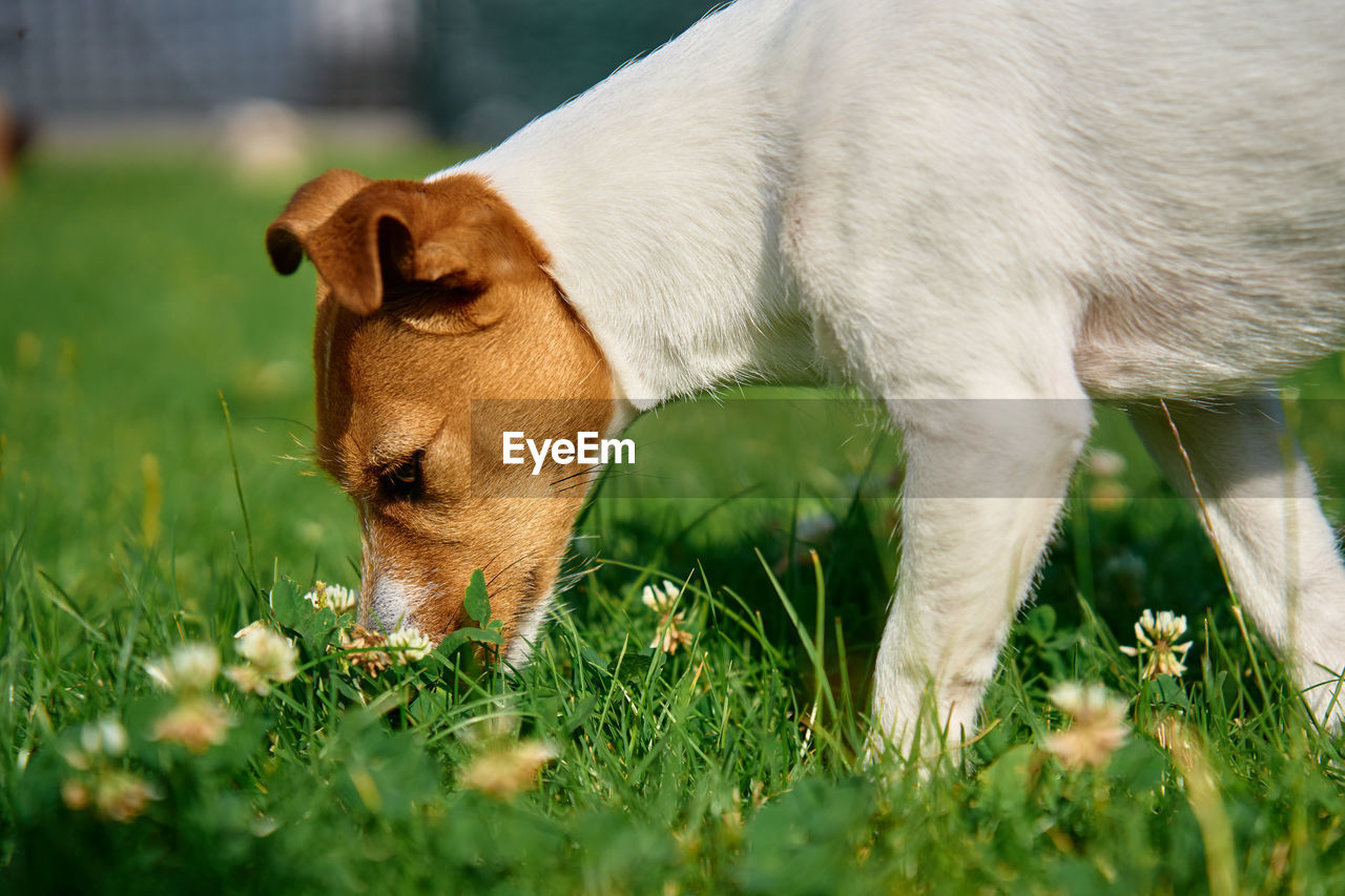 Cute small dog on lawn with green grass near living house at summer day. active pet outdoors