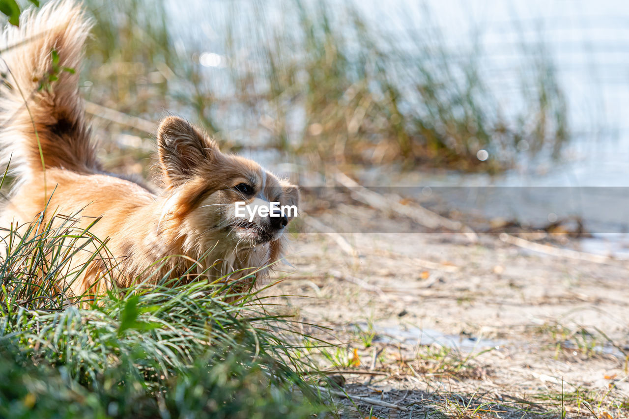 Welsh corgi pembroke on the sandy beach, wet dog