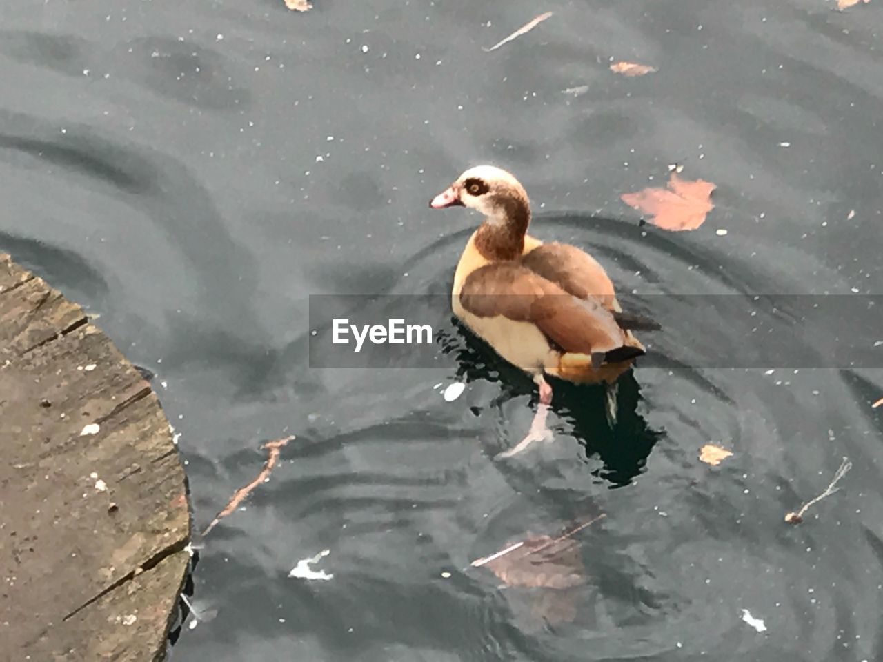 MALLARD DUCK SWIMMING ON LAKE