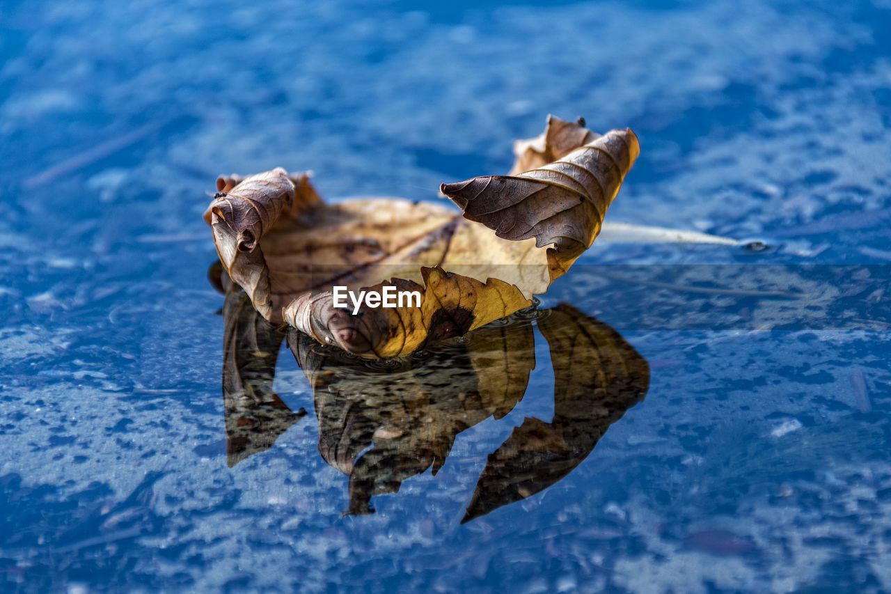 Close-up of maple leaf floating on water