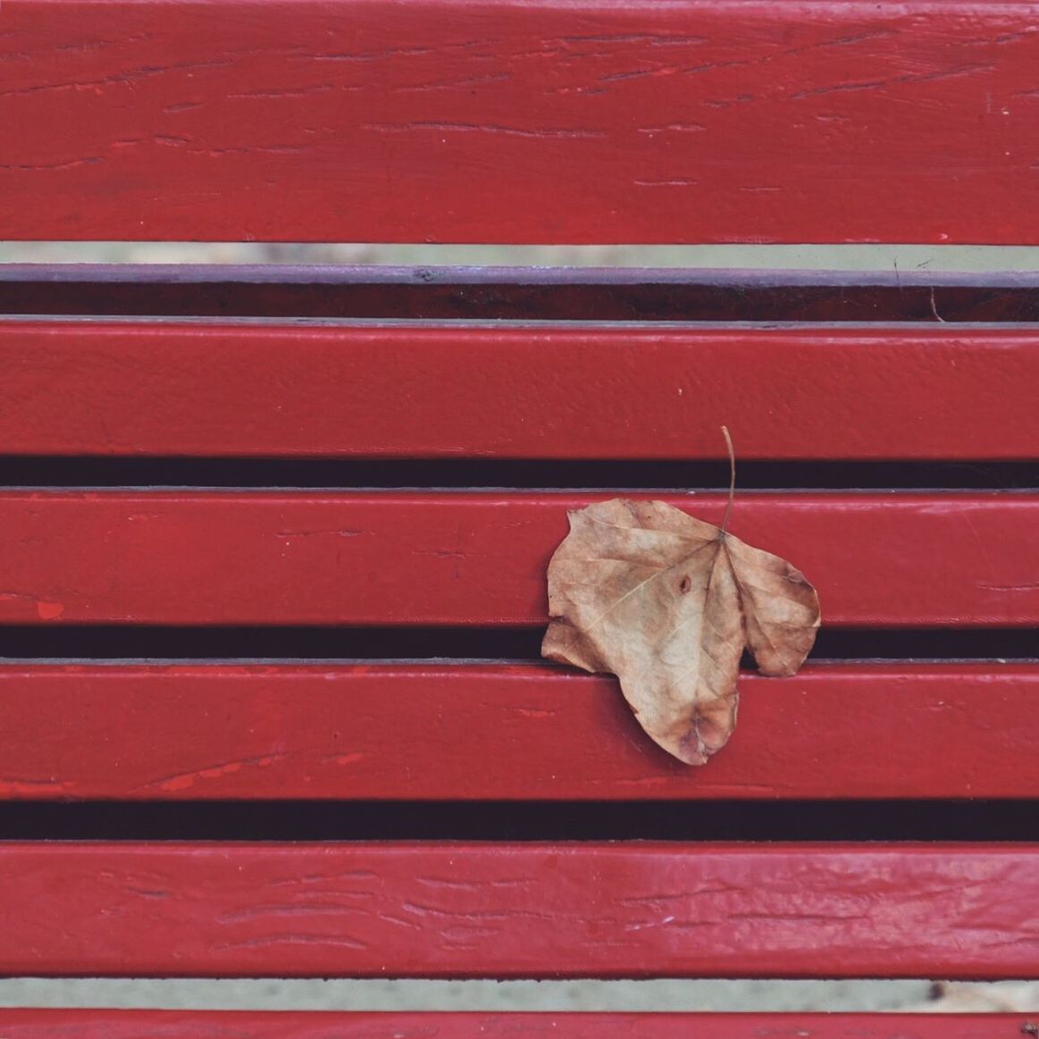 CLOSE UP OF RED LEAF ON BRICK WALL