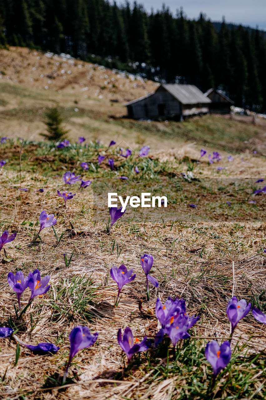 plant, flower, flowering plant, nature, beauty in nature, land, purple, wildflower, growth, wilderness, woodland, no people, freshness, tree, environment, landscape, day, meadow, field, tranquility, scenics - nature, fragility, outdoors, leaf, focus on foreground, tranquil scene, close-up, mountain, grass, sky, non-urban scene