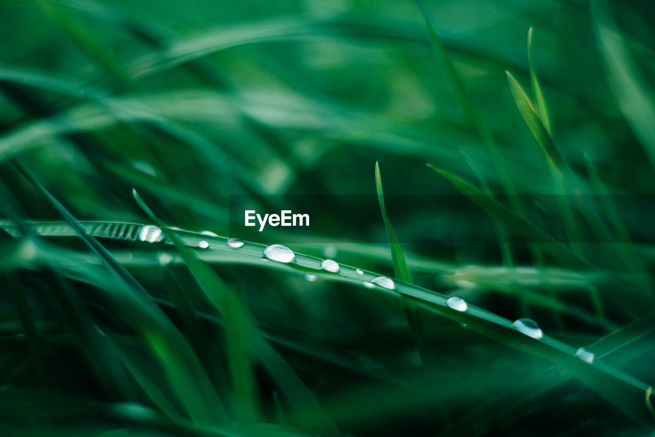 Close-up of water drops on grass