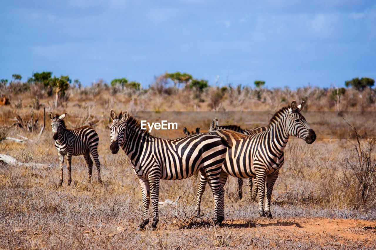 Zebras standing on field against sky at national park