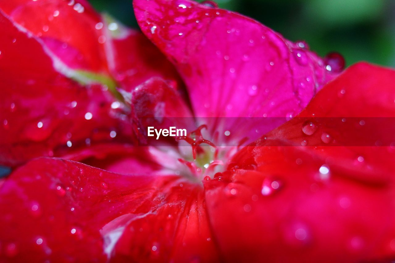 CLOSE-UP OF WATER DROPS ON RED ROSE