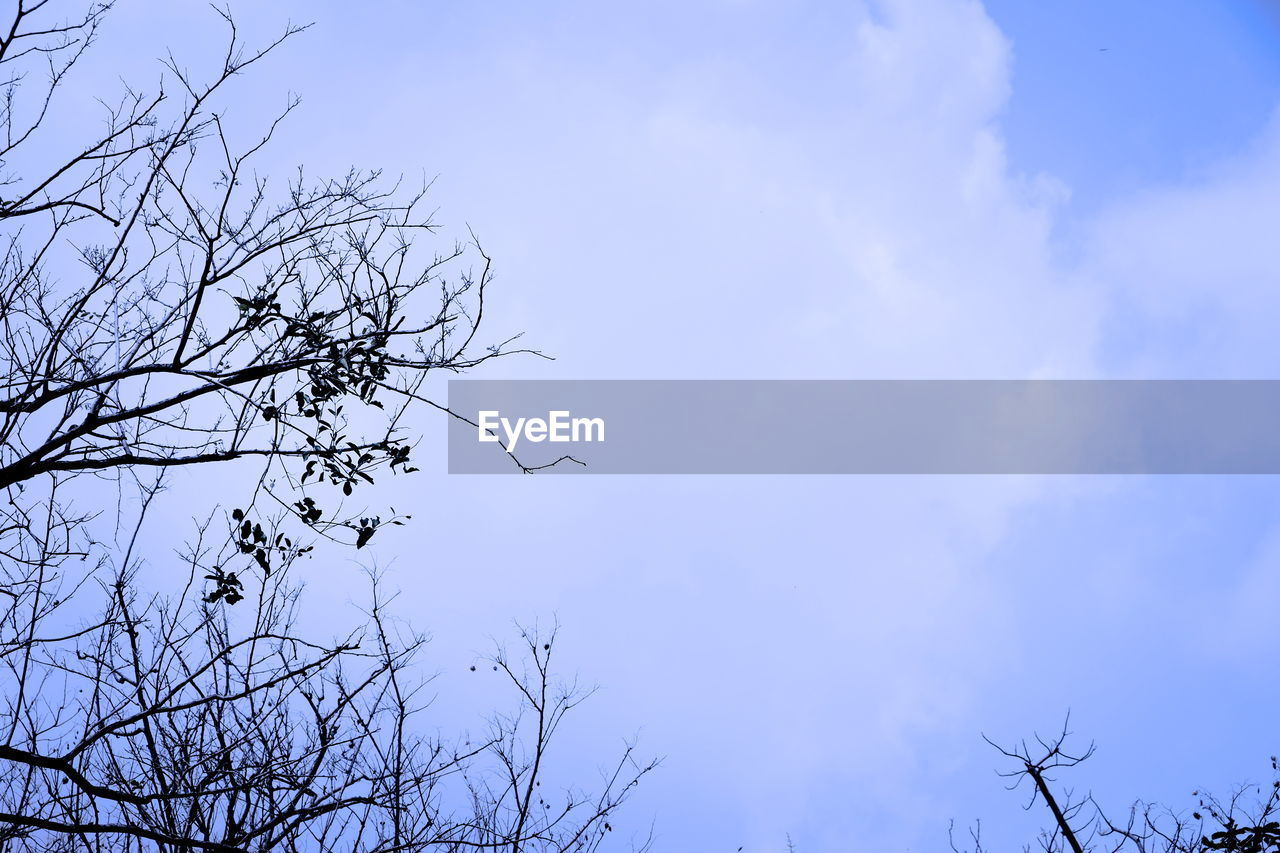 LOW ANGLE VIEW OF TREE AGAINST BLUE SKY