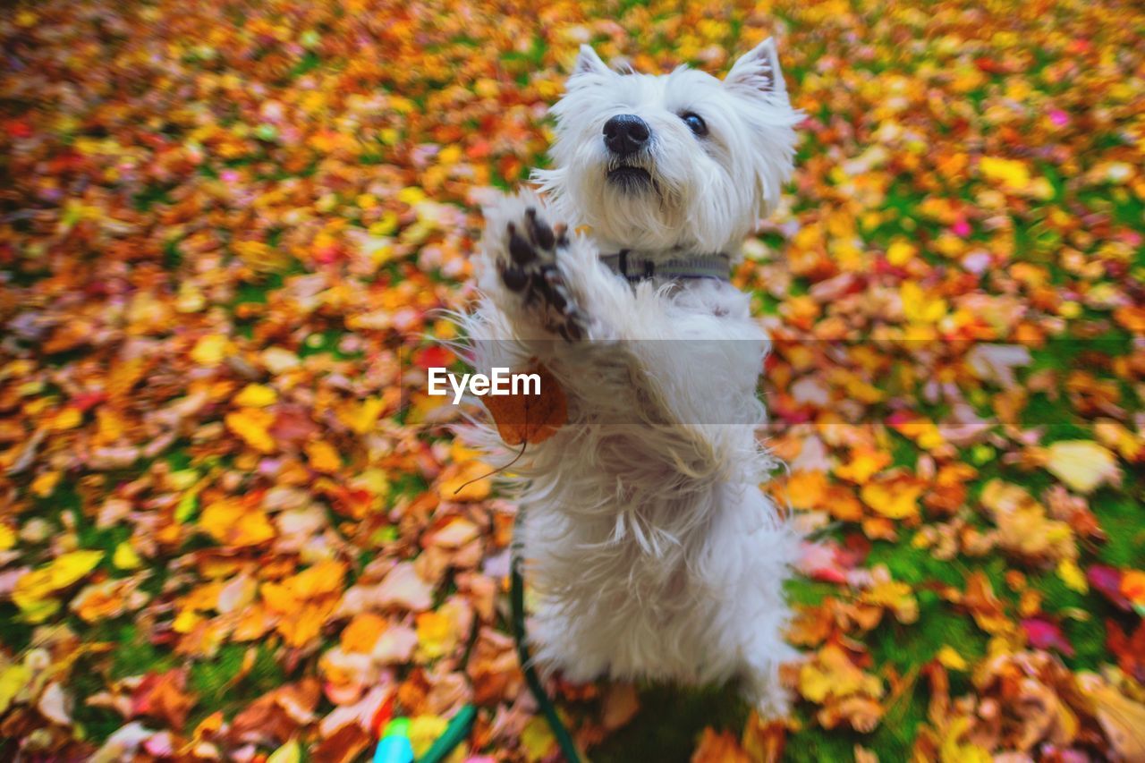 High angle view of west highland white terrier on autumn leaves