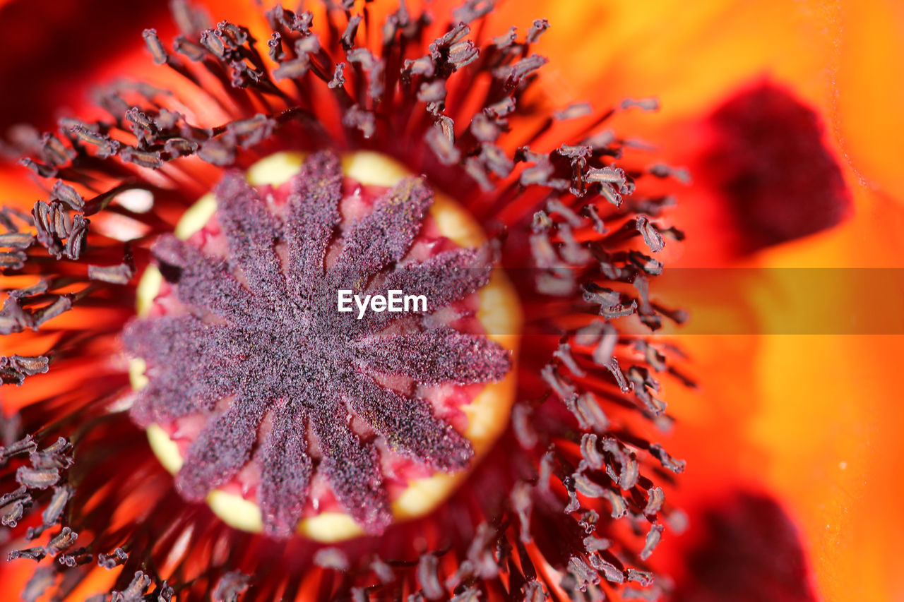 Macro poppy flower