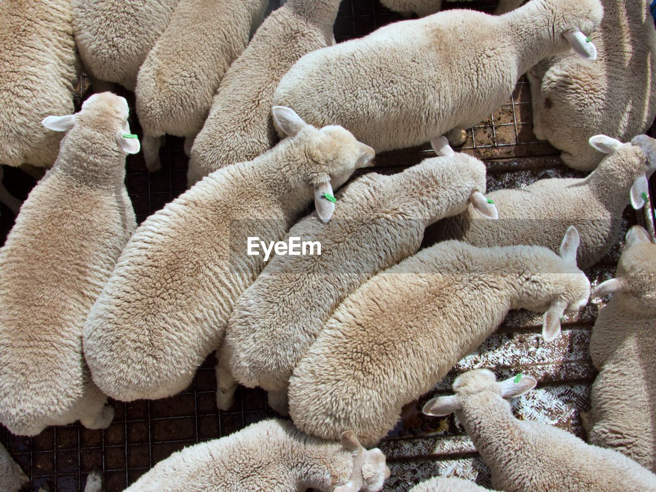 View of sheep in pen