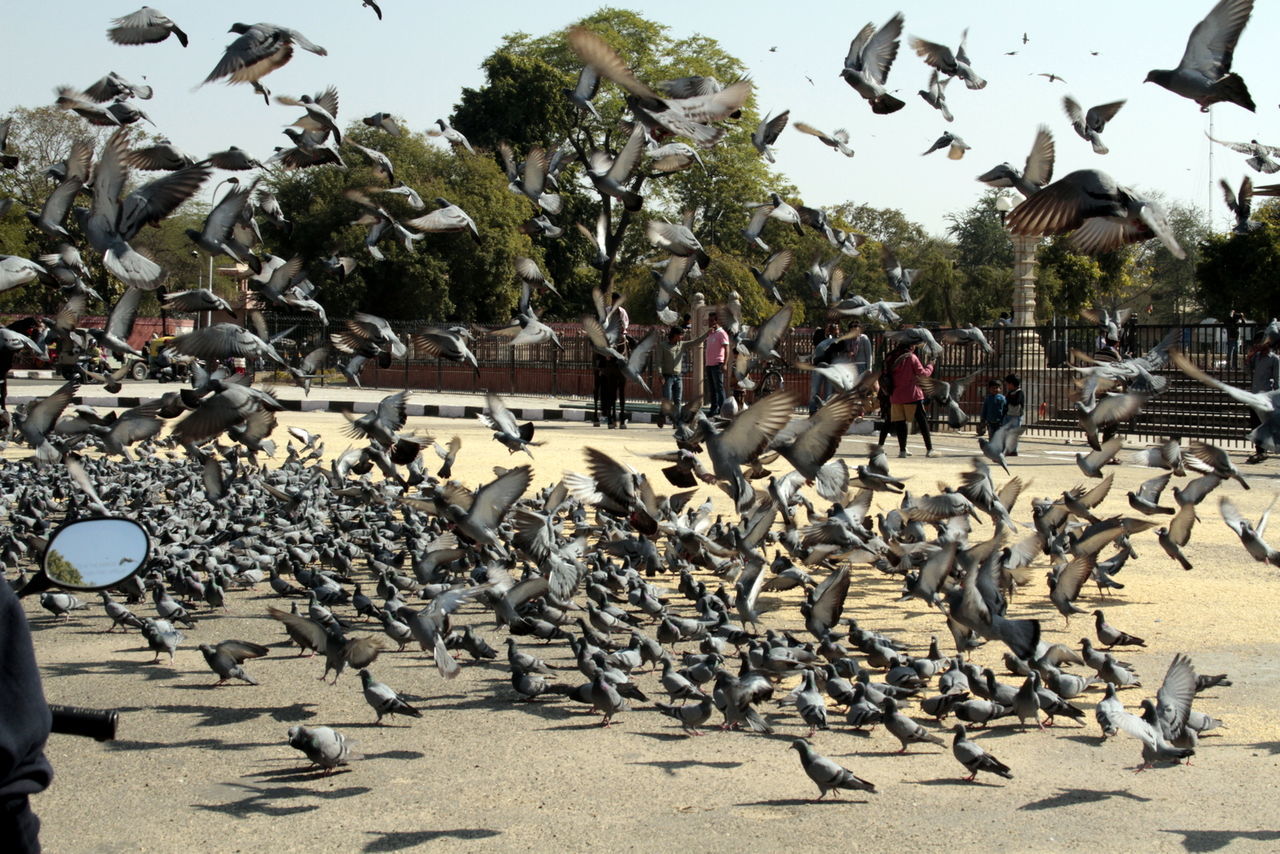 Pigeons flying on sunny day