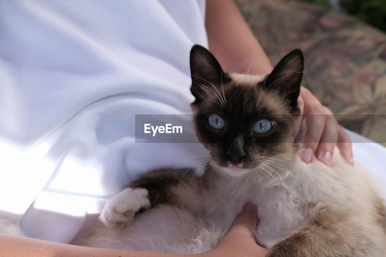 Balinese cat  on human hands. fluffy cat, blue eyes. oriental cat. adoption and vet clinic concept. 