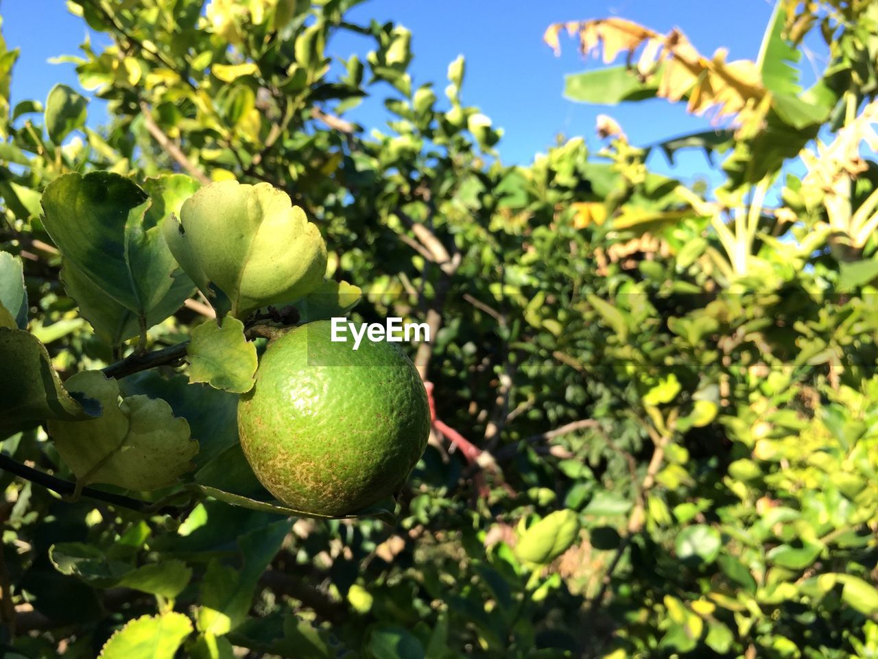 Close-up of fruits growing on tree