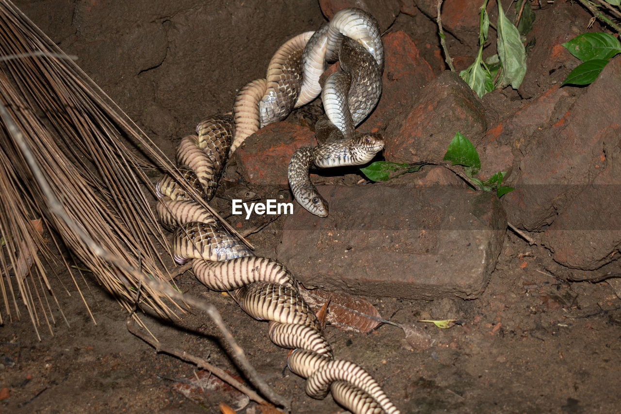 Two indian rat snakes are mating in an abandoned place in the dark night. 