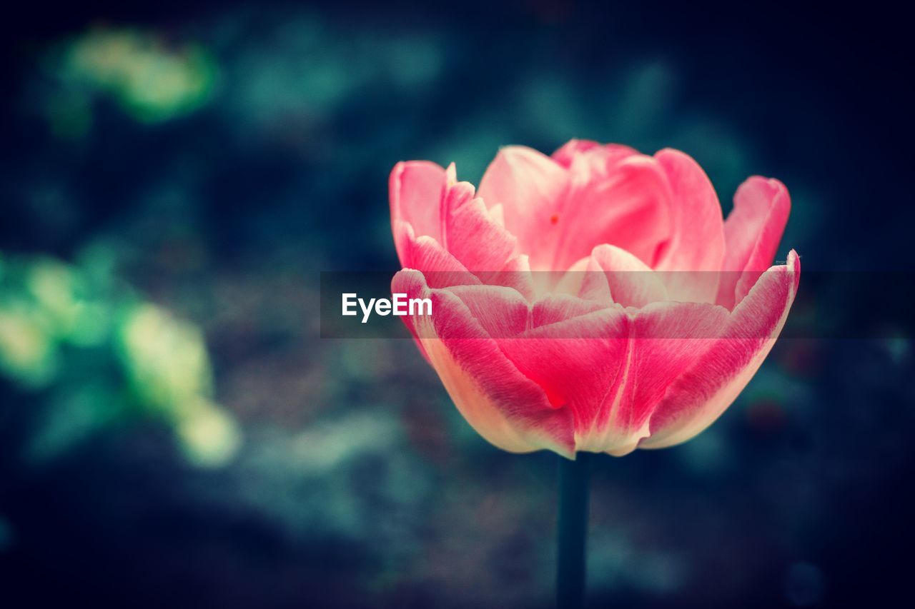 CLOSE-UP OF PINK ROSES