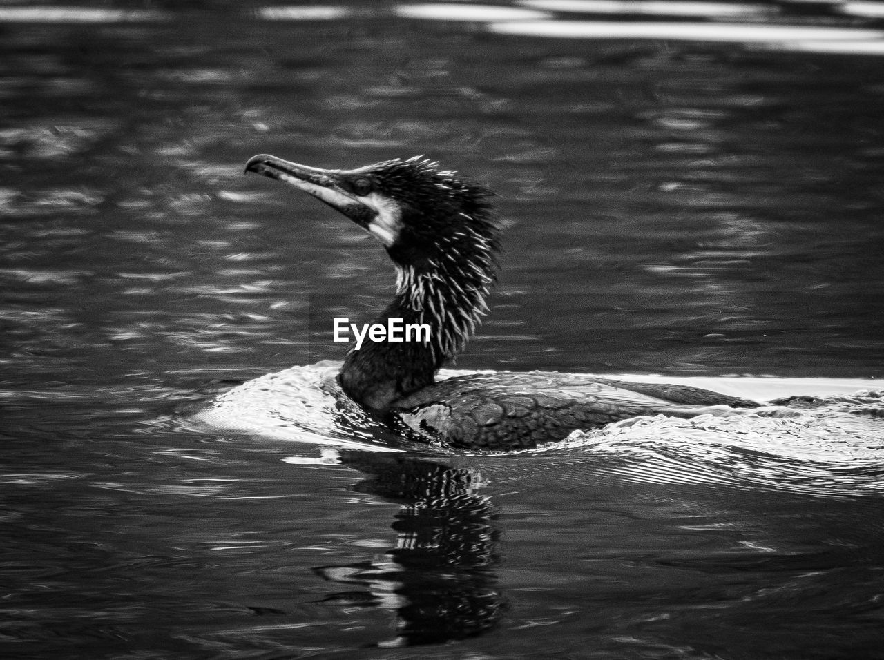 animal themes, animal, one animal, wildlife, water, animal wildlife, bird, black, black and white, monochrome, cormorant, duck, waterfront, lake, monochrome photography, water bird, day, swimming, no people, nature, ducks, geese and swans, beak, outdoors, rippled, reflection, focus on foreground, side view, motion