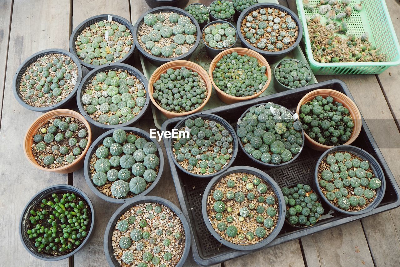 High angle view of cacti in pots on wooden flooring