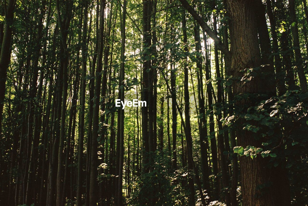 Low angle view of trees in forest