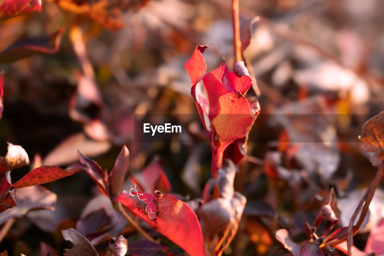 red, autumn, leaf, plant part, nature, plant, flower, beauty in nature, petal, no people, close-up, macro photography, spring, outdoors, branch, tree, focus on foreground, day, dry, land, autumn collection, tranquility