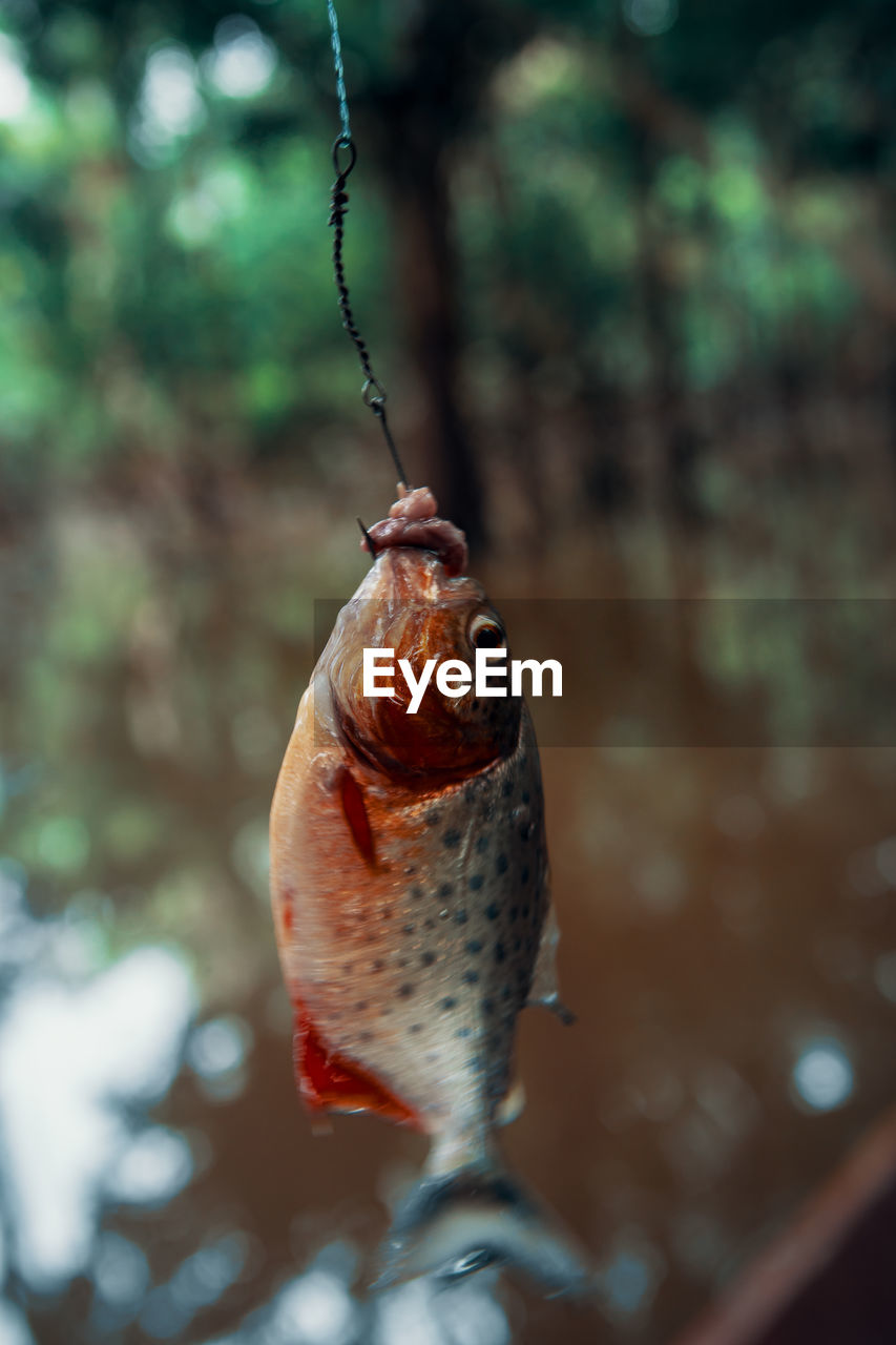 Close-up of fish hanging on hook