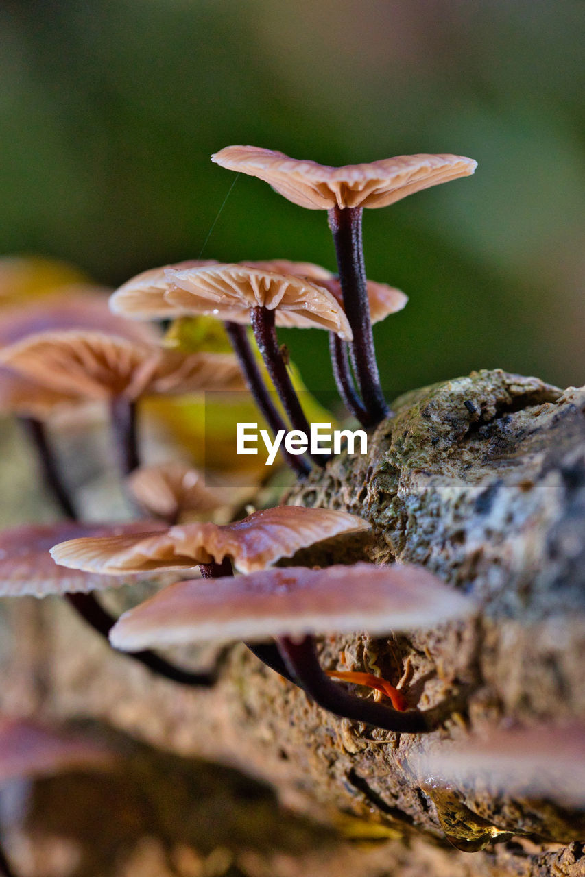 nature, macro photography, close-up, leaf, flower, plant, no people, animal, animal themes, animal wildlife, selective focus, food, wildlife, beauty in nature, outdoors, fungus, tree, day, vegetable, mushroom, growth, autumn, land, forest