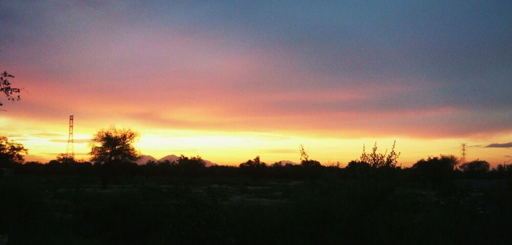 TREES ON FIELD AT SUNSET