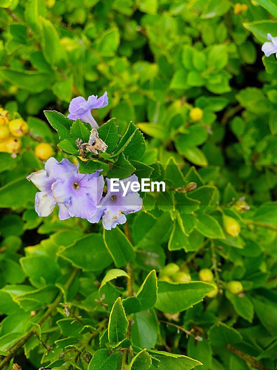 CLOSE-UP OF PURPLE FLOWER