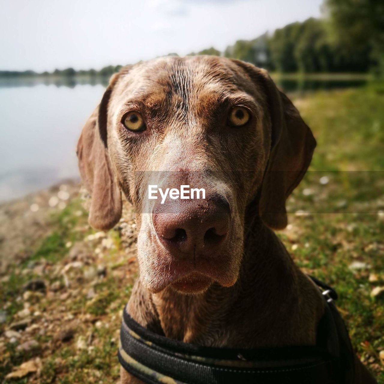 CLOSE-UP PORTRAIT OF DOG AT WATER