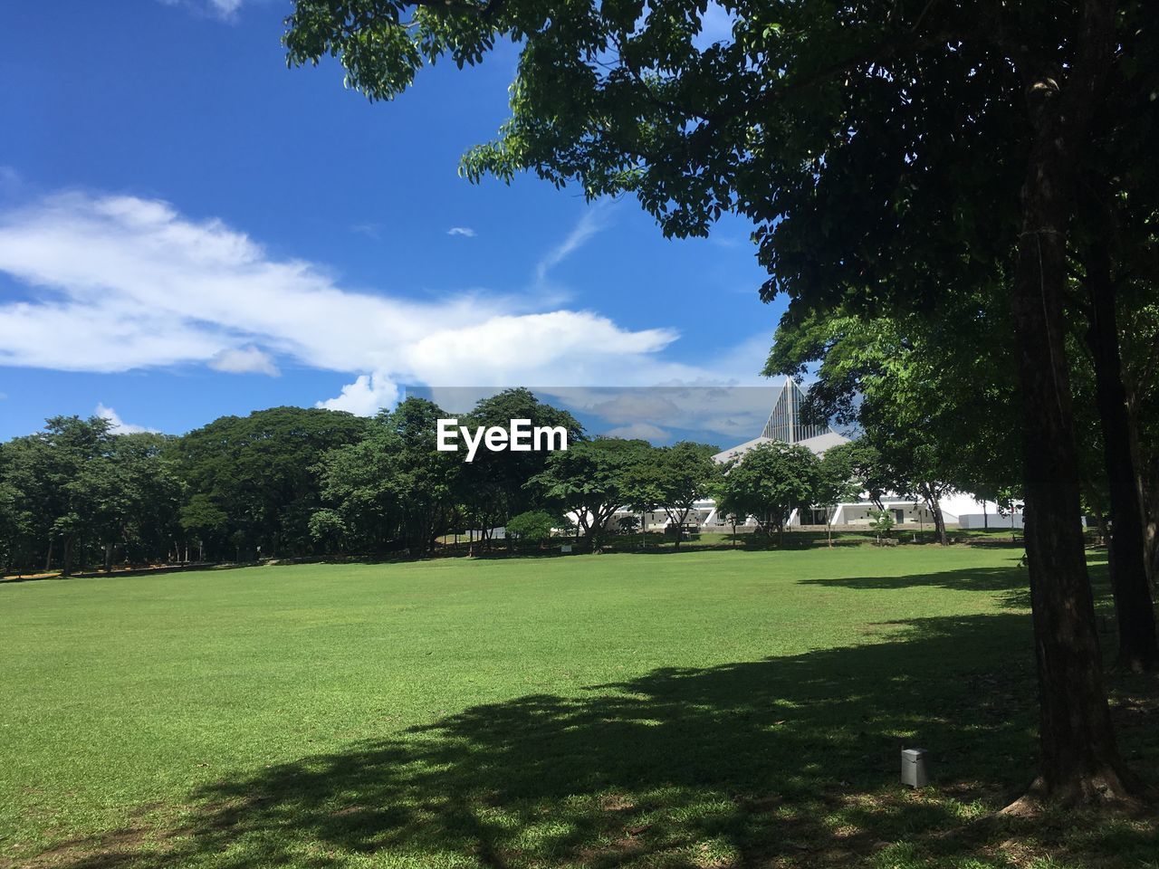 TREES AND GRASS ON FIELD AGAINST SKY