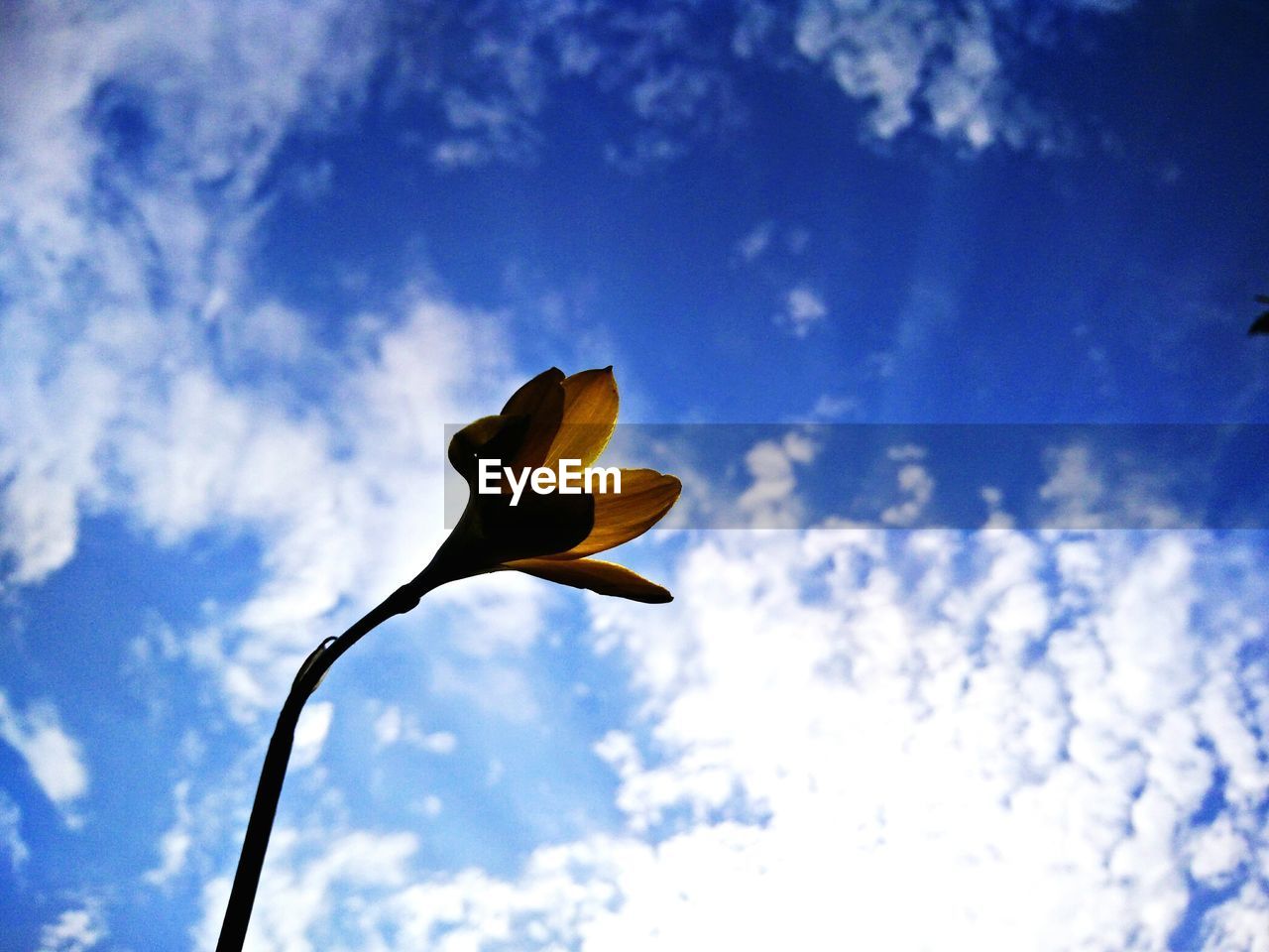 Low angle view of flower against sky