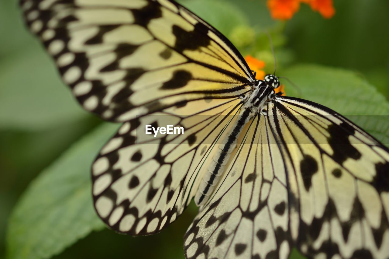 Close-up of butterfly perching on leaf