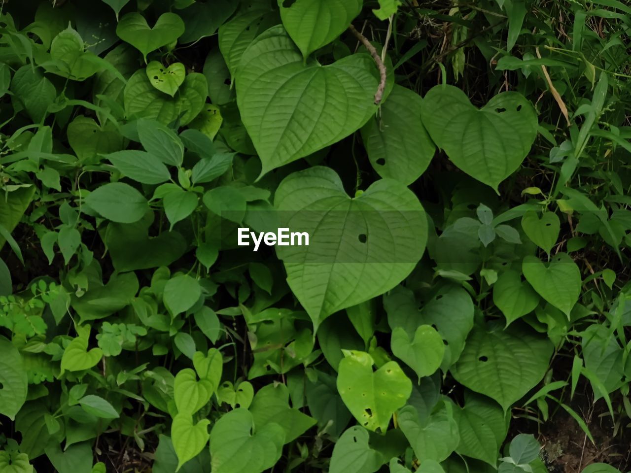 HIGH ANGLE VIEW OF GREEN LEAVES ON FIELD