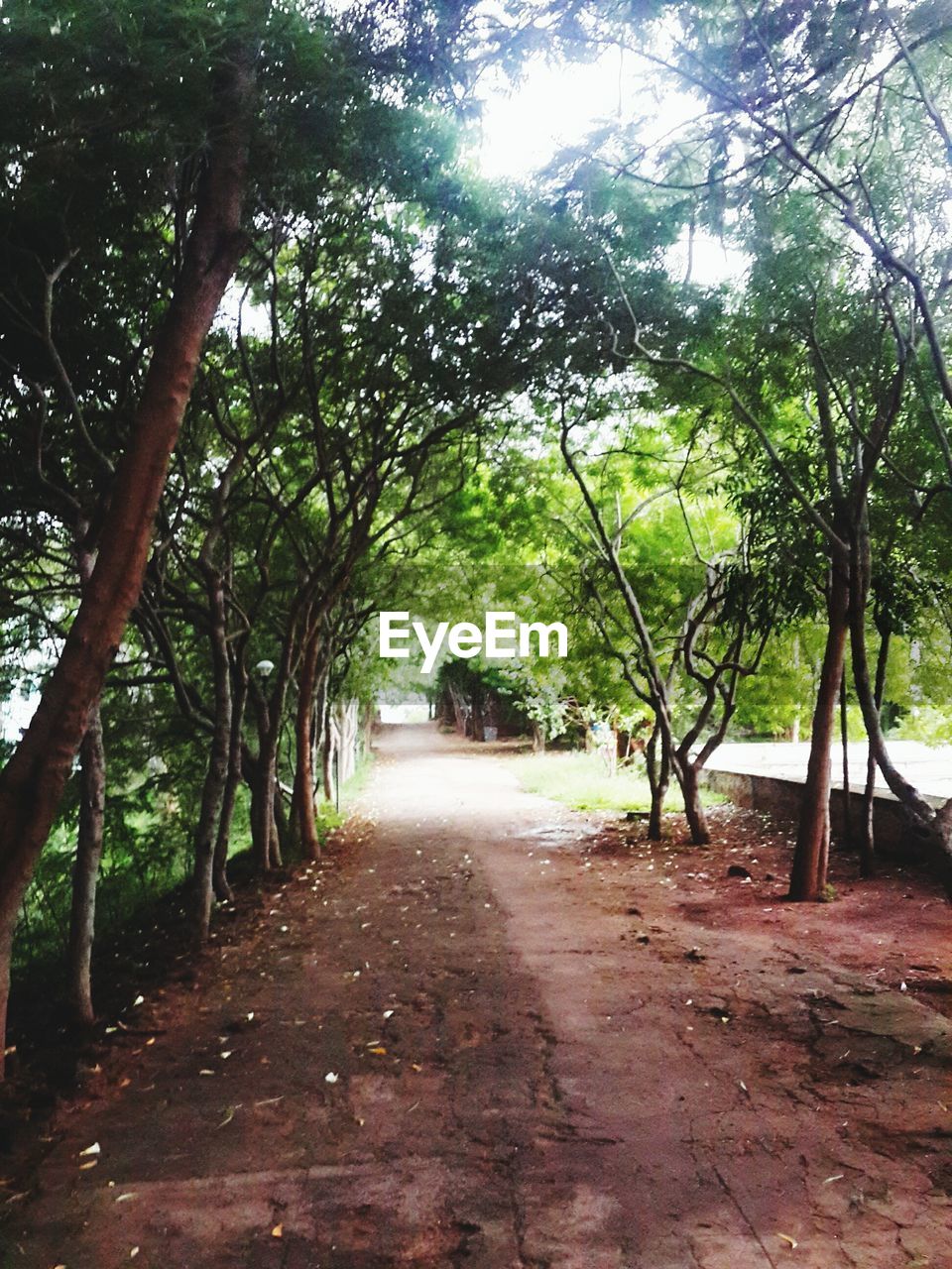 ROAD PASSING THROUGH TREES