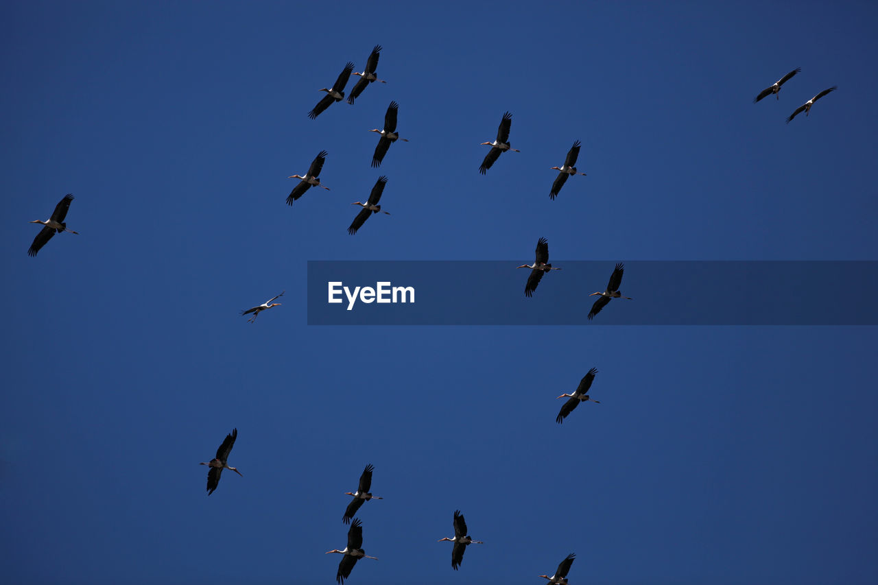 LOW ANGLE VIEW OF BIRDS IN THE SKY