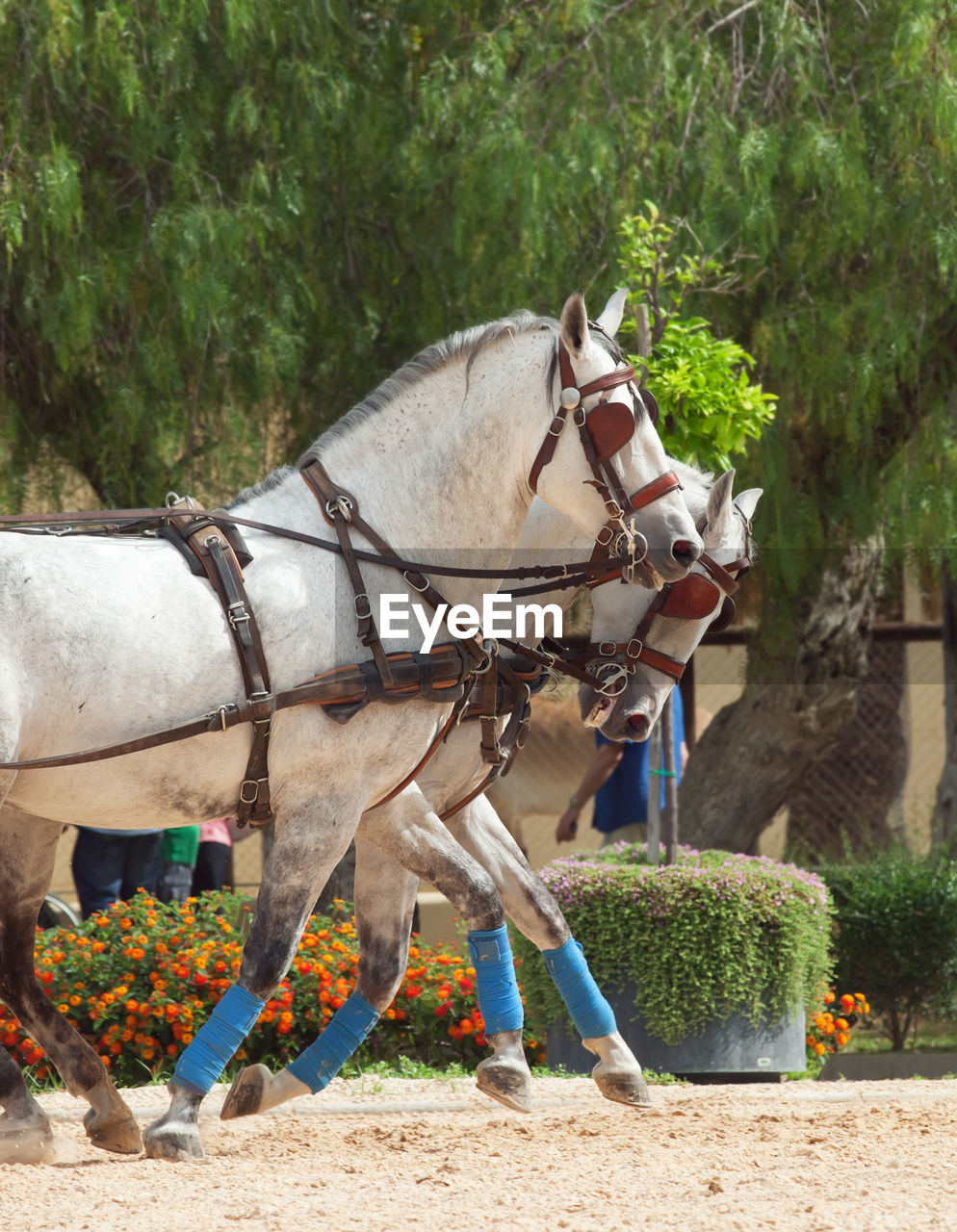 Horse cart by plants