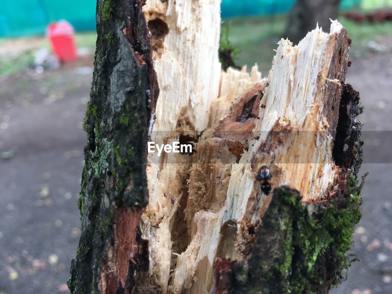 CLOSE-UP OF TREE TRUNK AGAINST BLURRED BACKGROUND