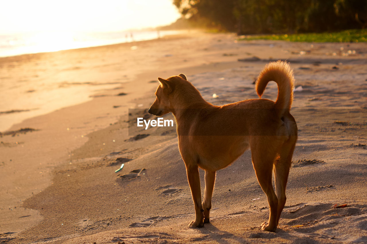 DOG ON BEACH