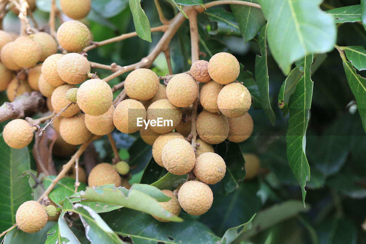 CLOSE-UP OF FRUITS ON PLANT