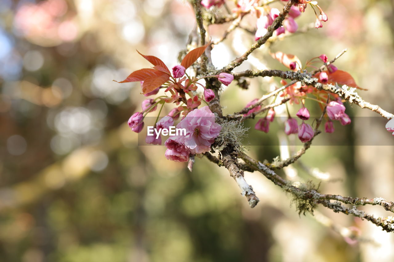 plant, flower, tree, flowering plant, beauty in nature, blossom, springtime, freshness, nature, pink, branch, fragility, growth, spring, close-up, outdoors, cherry blossom, focus on foreground, leaf, no people, fruit, produce, macro photography, botany, flower head, environment, food and drink, defocused, cherry tree, selective focus, inflorescence, sunlight, fruit tree, tranquility, petal, plant part, food, day, twig, landscape, almond tree, cherry, agriculture, almond