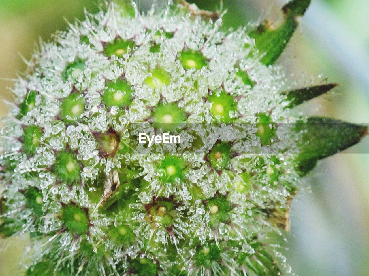 CLOSE-UP OF WHITE FLOWERS