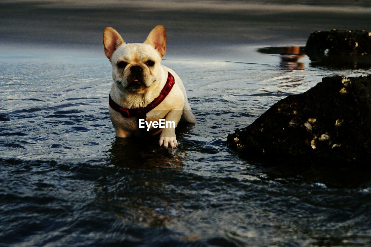 French dog in water