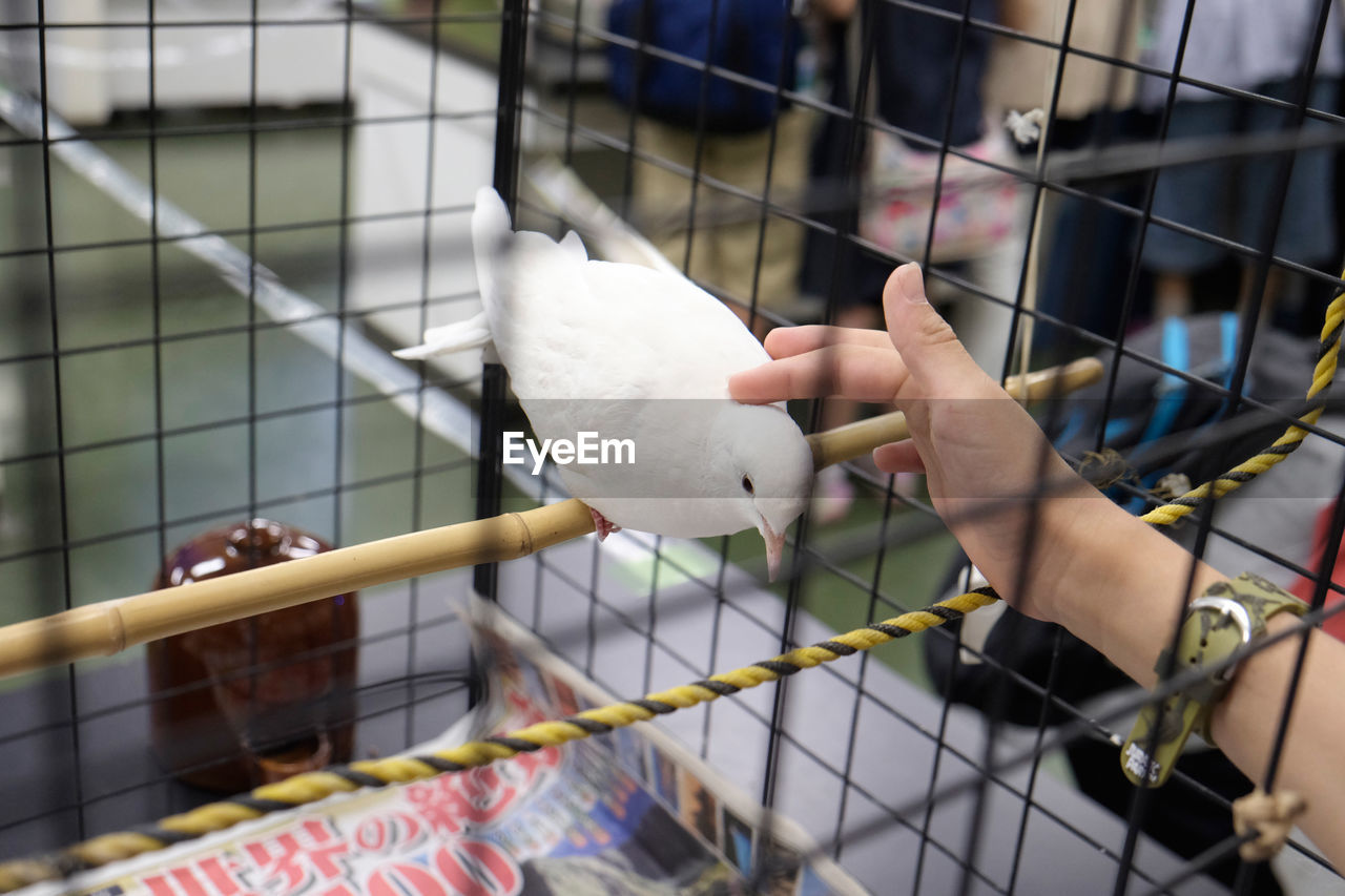 Person holding white bird