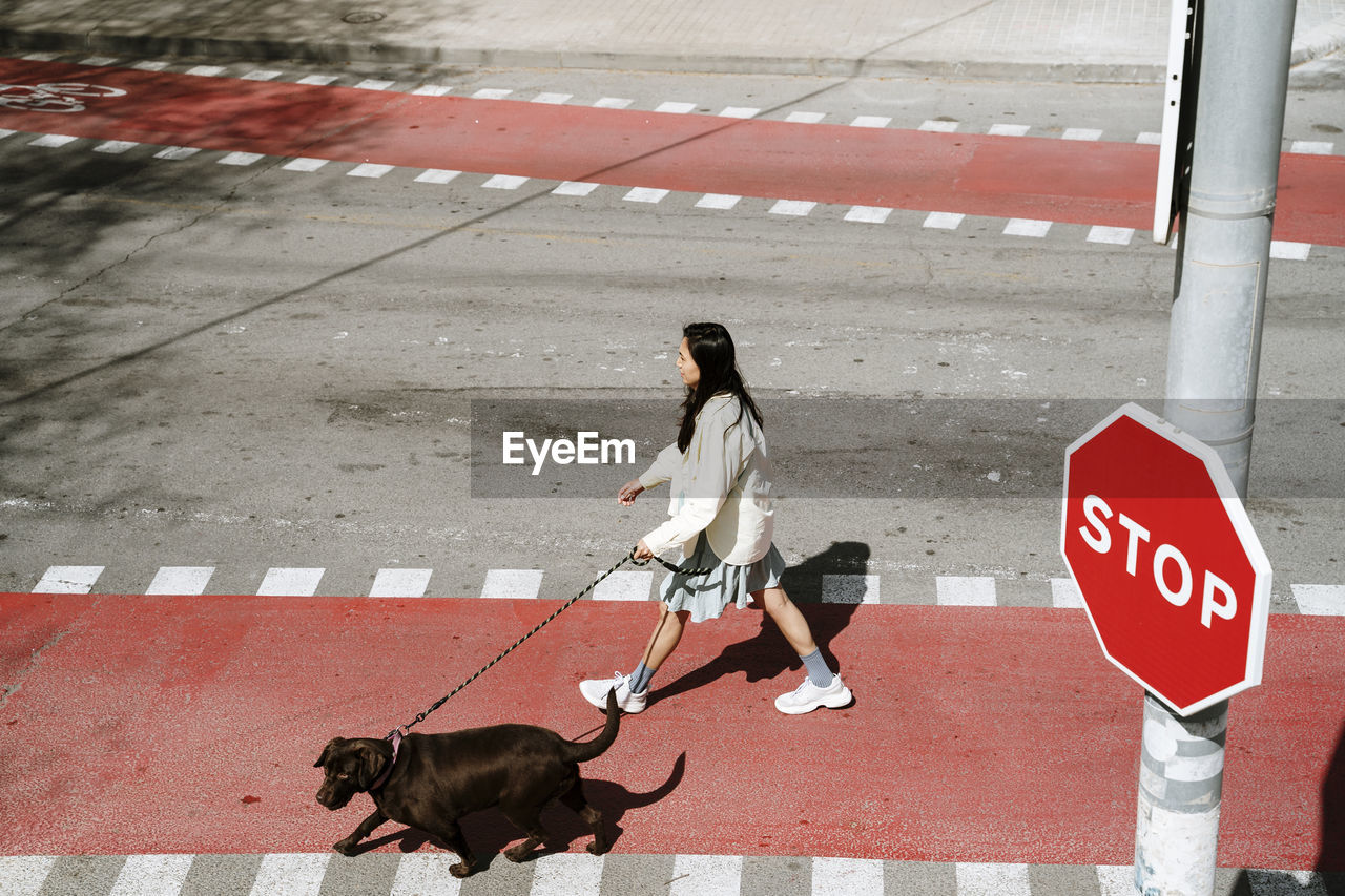 Mid adult woman crossing street with labrador retriever