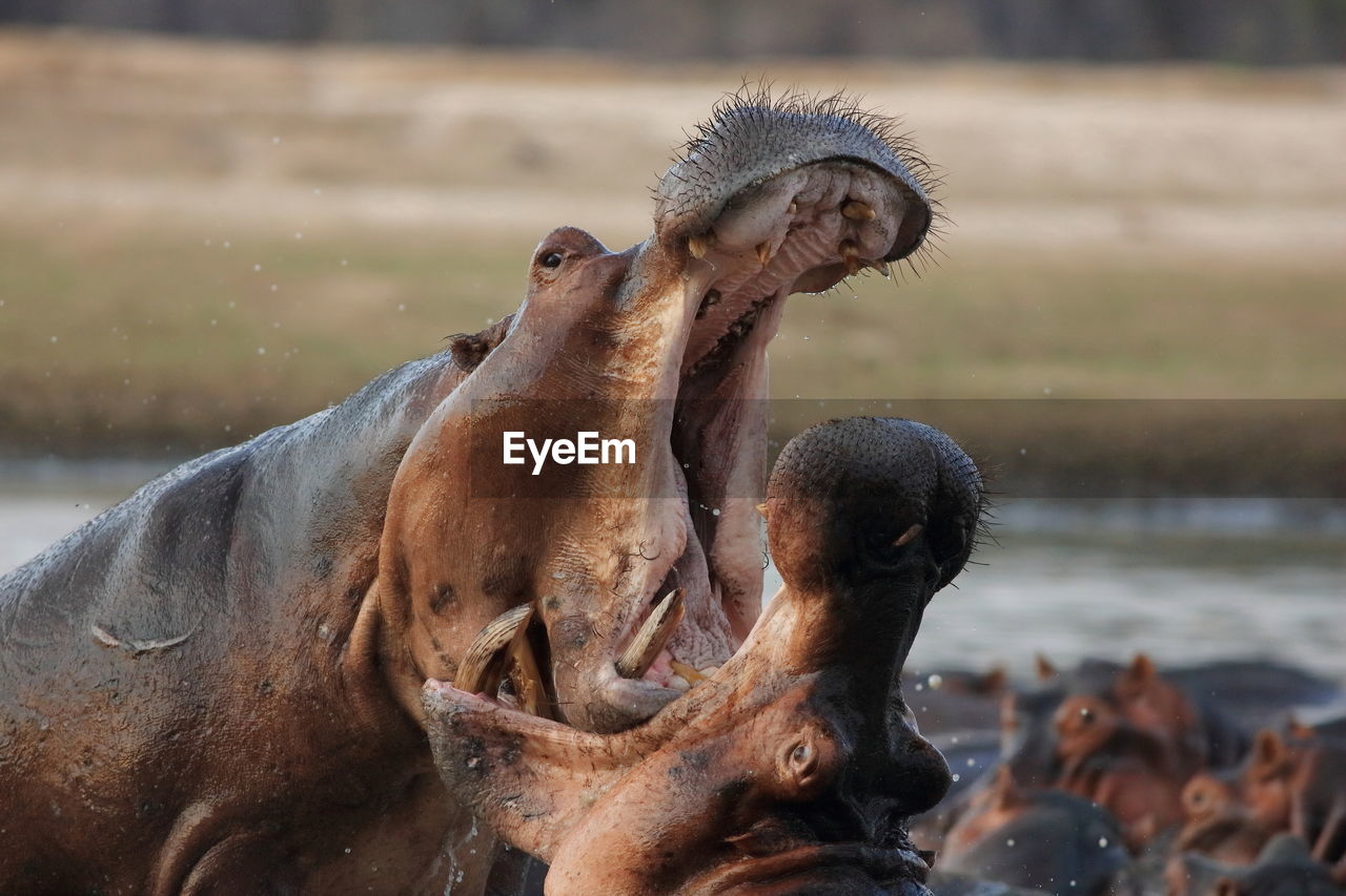 Close-up of hippopotamuses fighting in river
