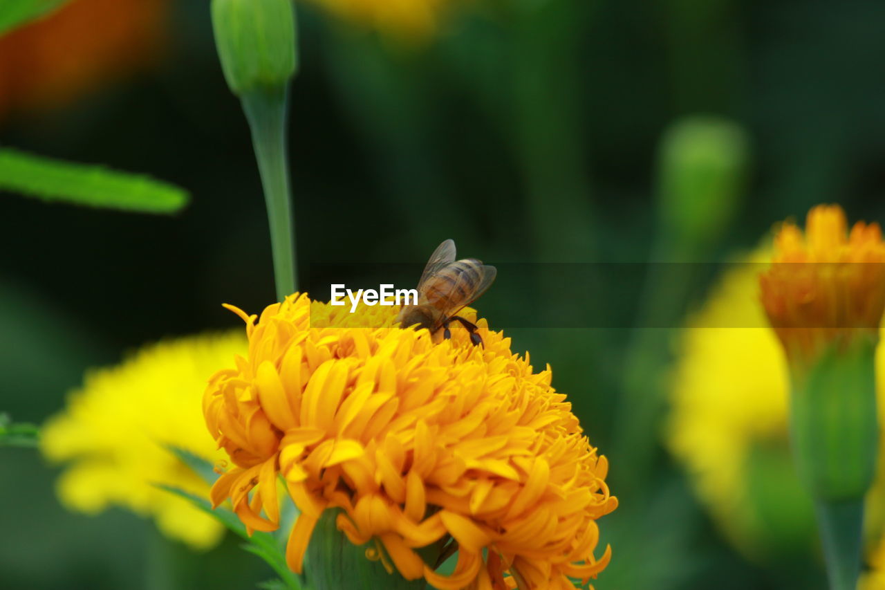 CLOSE-UP OF INSECT POLLINATING ON YELLOW FLOWER