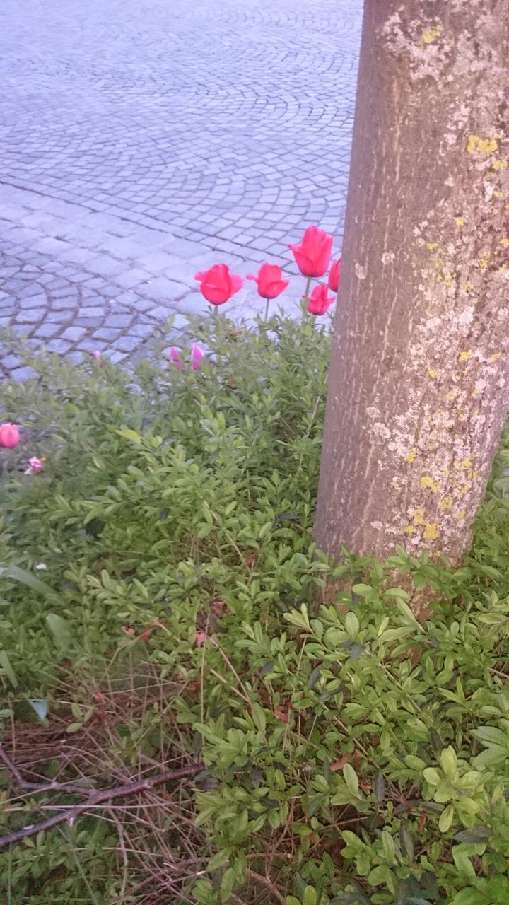 PINK FLOWERS BLOOMING IN PARK