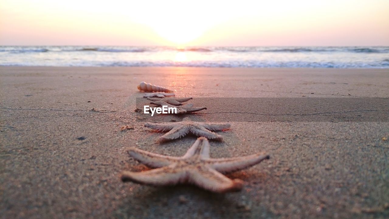 Close-up of star fishes on sand at beach during sunset