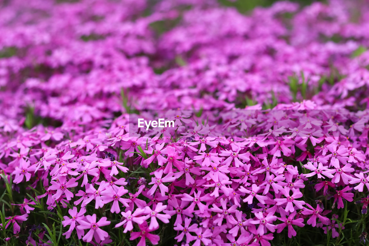 full frame shot of flowers