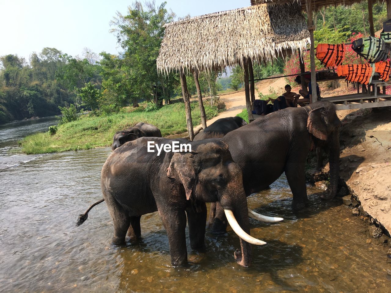High angle view of elephants in lake