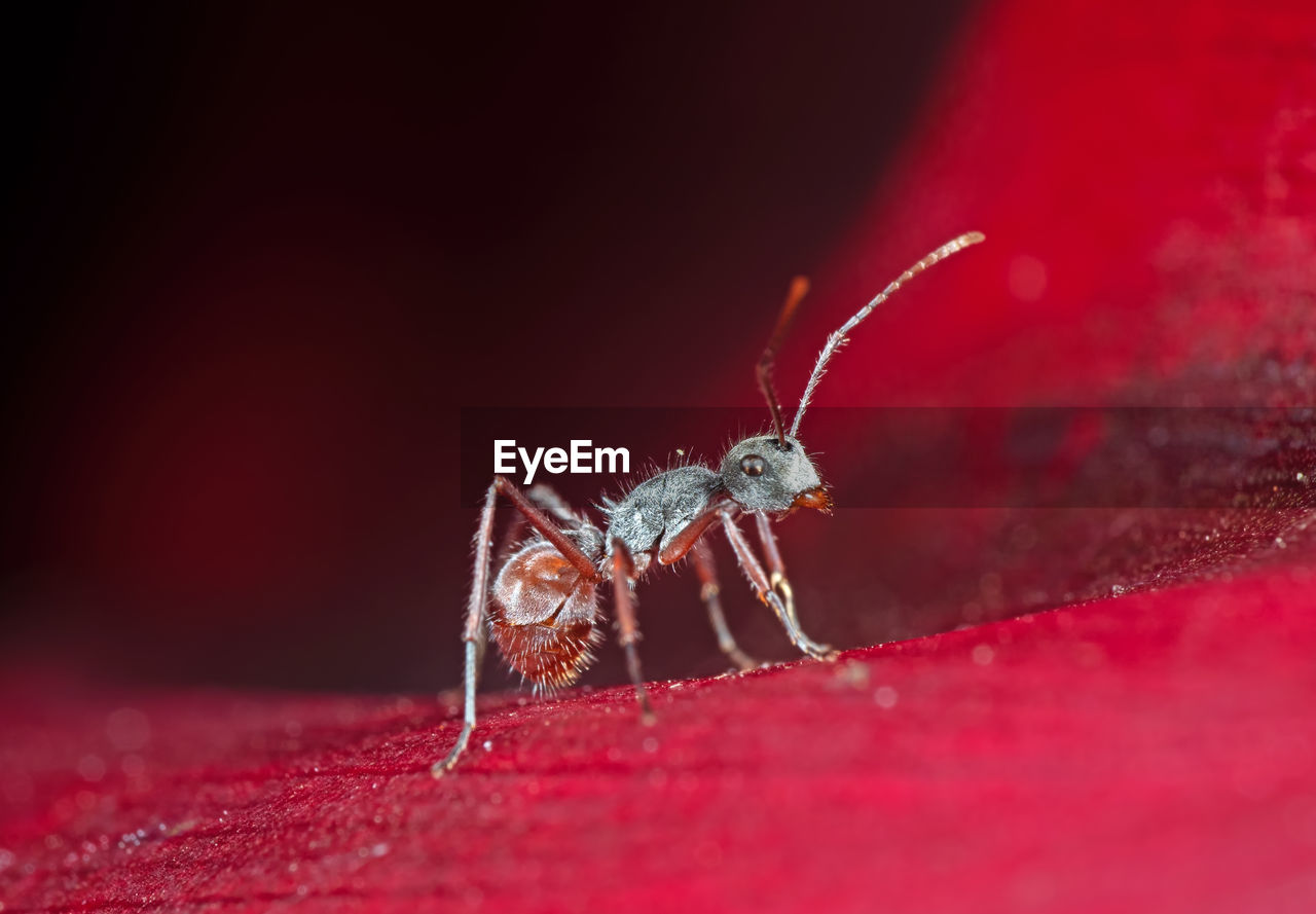 CLOSE-UP OF SPIDER ON A WEB